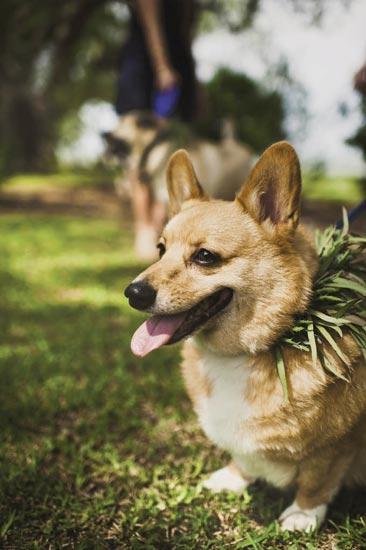 PUPPY LOVE: Furry friends Moose (Sarah’s rescue doggie) and  Rusty (Jamie’s Pembroke Corgi) were decked out in wreaths by Lotus Flower.
