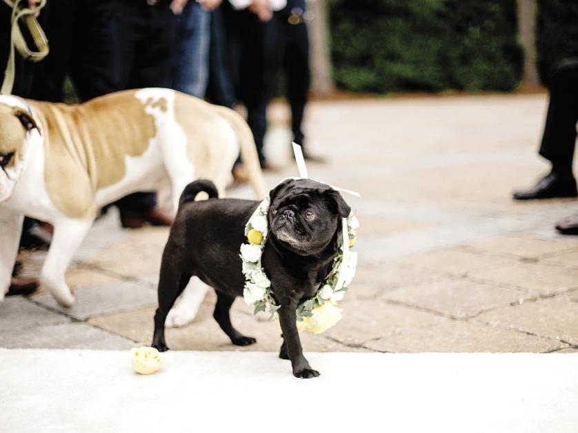 DOG DAYS: The backyard locale meant Katie’s pug, Posey, could wander as she wished.