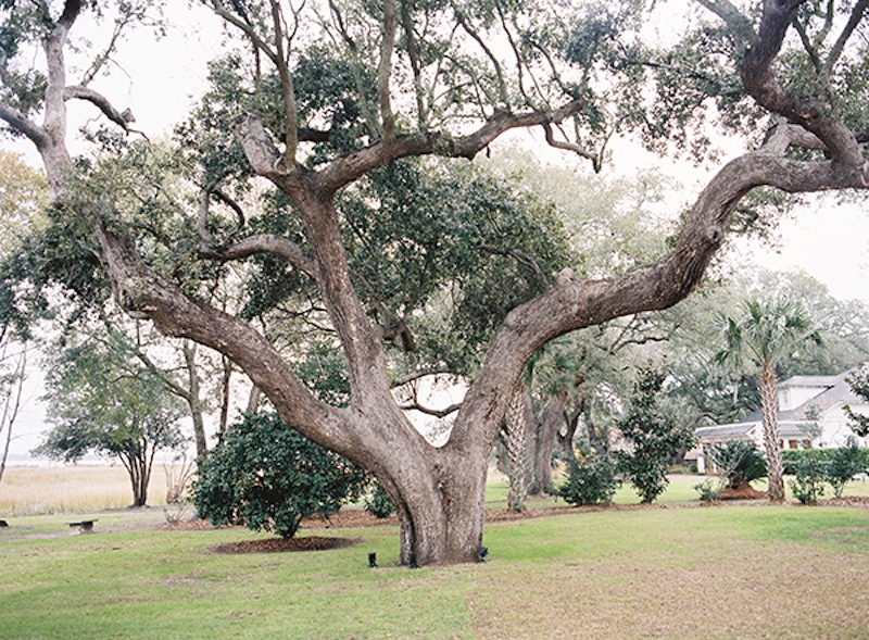 Image by Virgil Bunao Photography at Lowndes Grove Plantation.