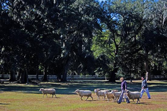 In keeping with Middleton Place’s agrarian past, flocks of sheep roam the grounds.