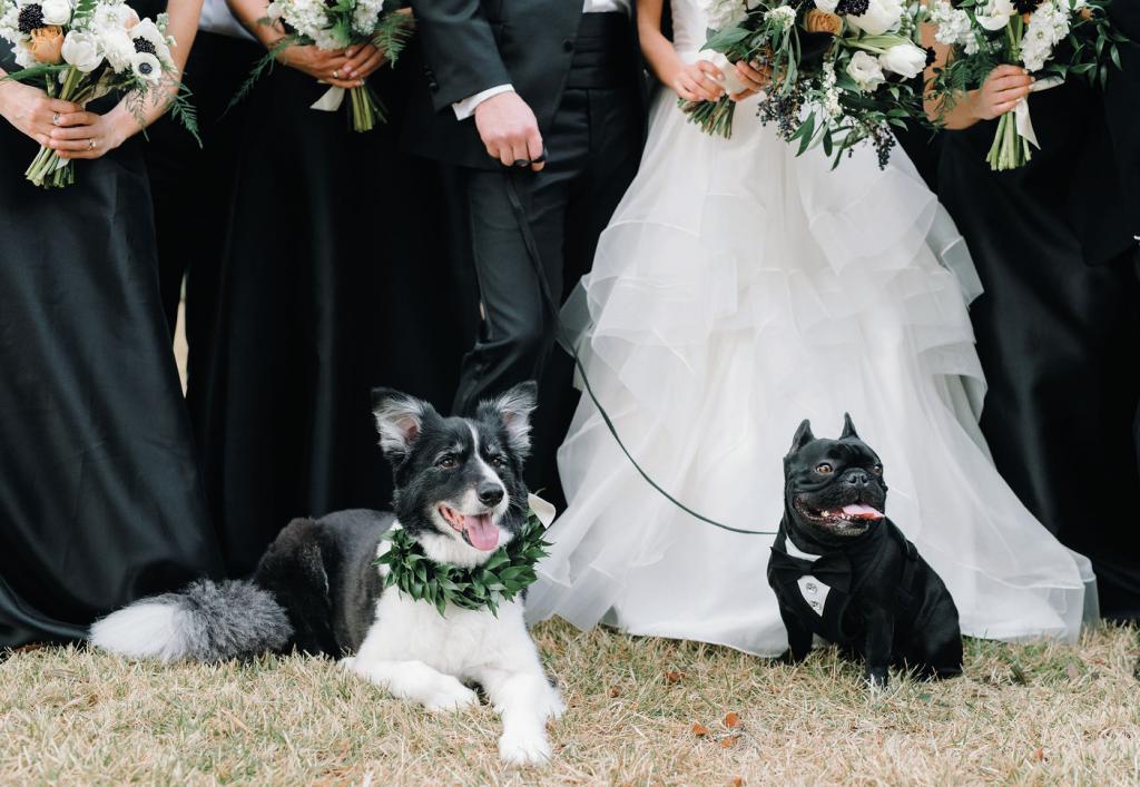 The resort is dog-friendly, so both Hendrix (the border collie, and the couple’s “fur nephew”) and Sullivan, Alexa and William’s three-and-a-half-year-old French Bulldog, were welcome.
