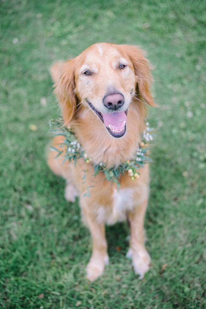 Image by Aaron &amp; Jillian Photography. Floral dog collar by Wildflowers Inc.