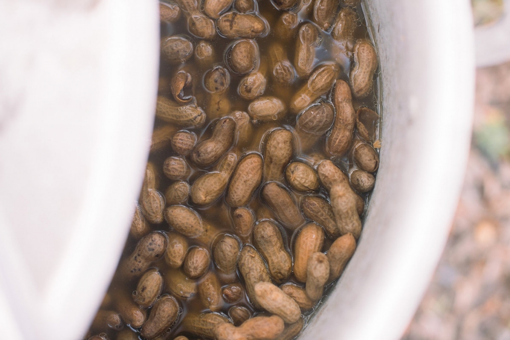 Boiled peanuts. (Photo by Tim Will)